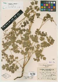 Thalictrum venulosum image