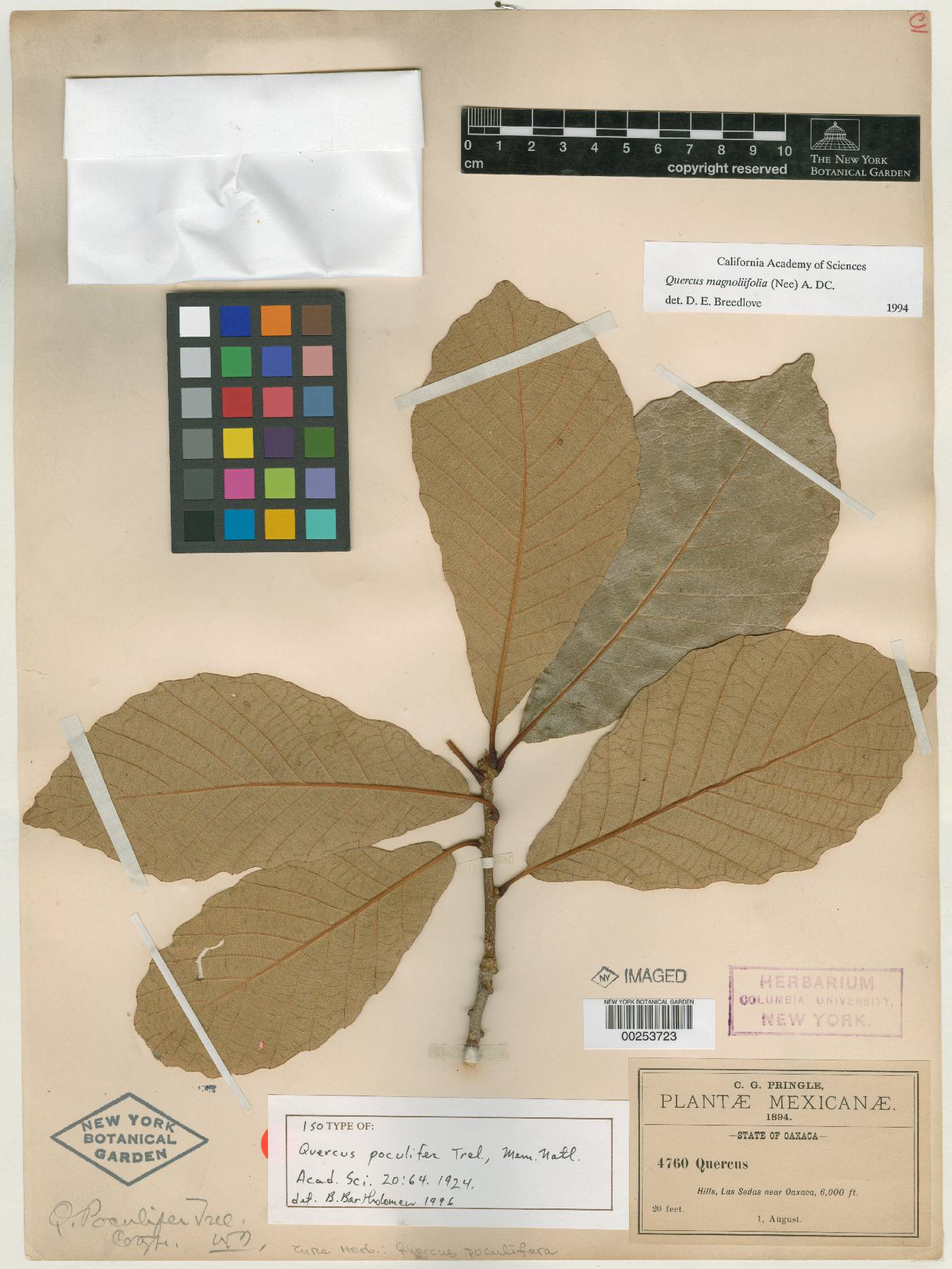 Quercus liebmannii image