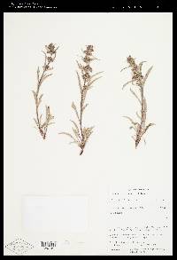 Penstemon barnebyi image