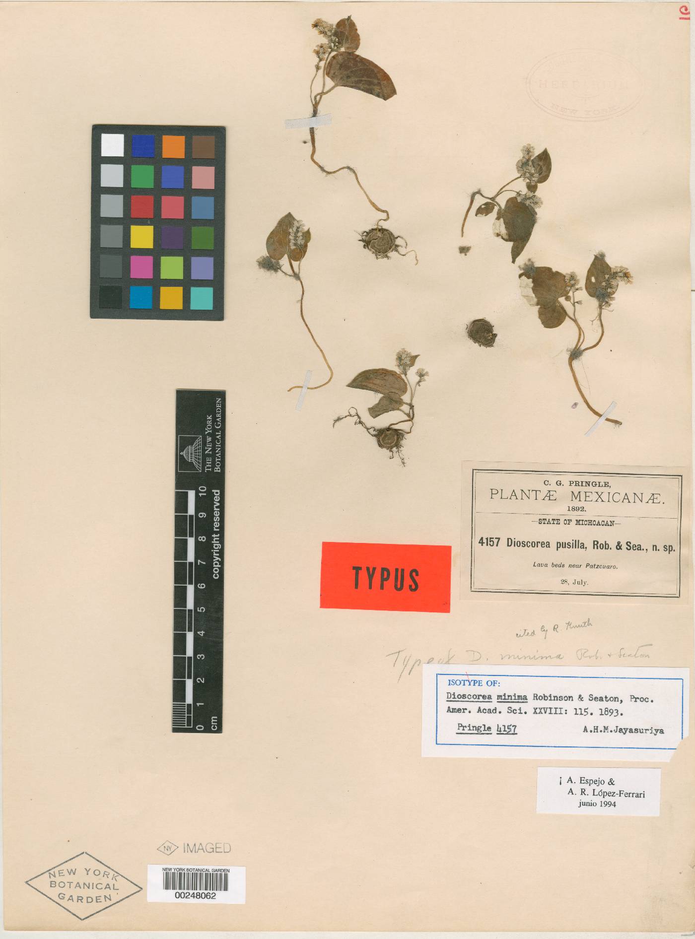 Dioscorea minima image