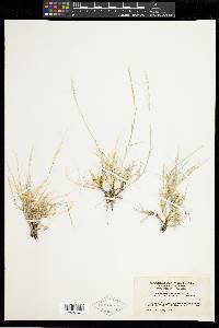 Muhlenbergia curtifolia image