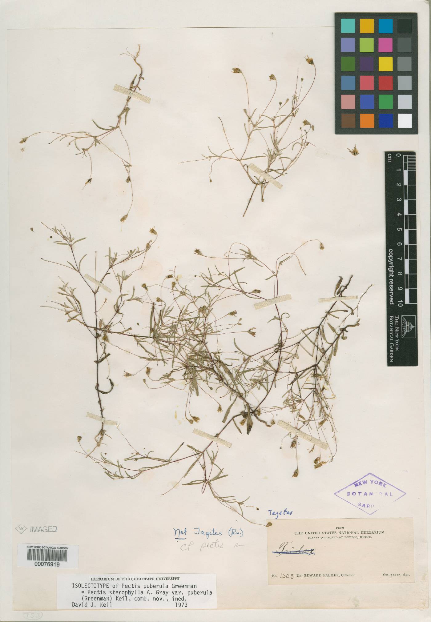 Pectis stenophylla var. puberula image