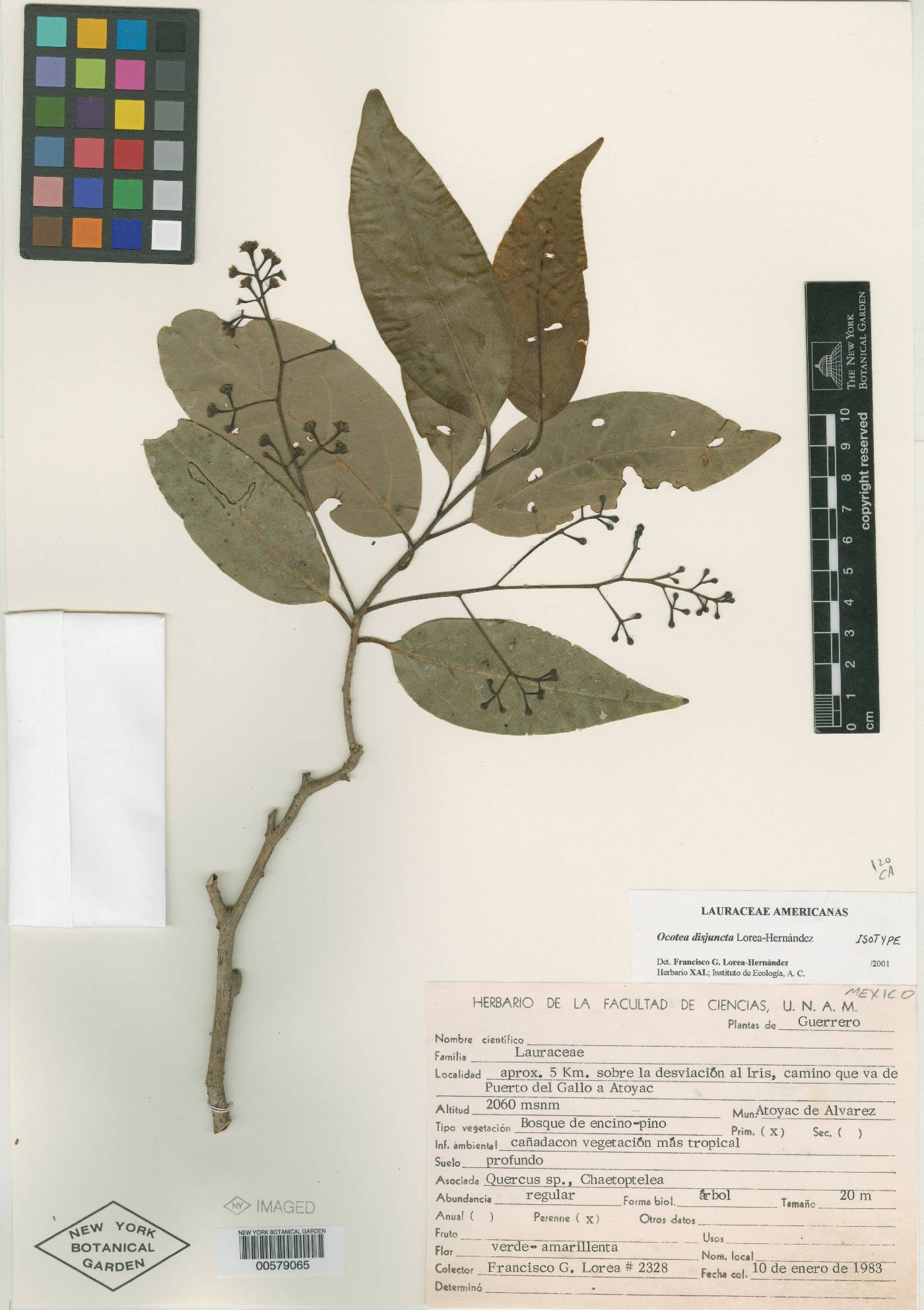 Ocotea disjuncta image