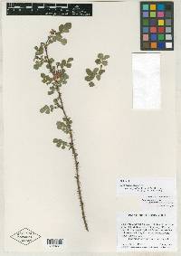 Rosa gymnocarpa var. serpentina image