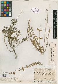 Salvia macellaria image