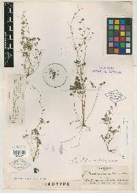 Thalictrum texanum image