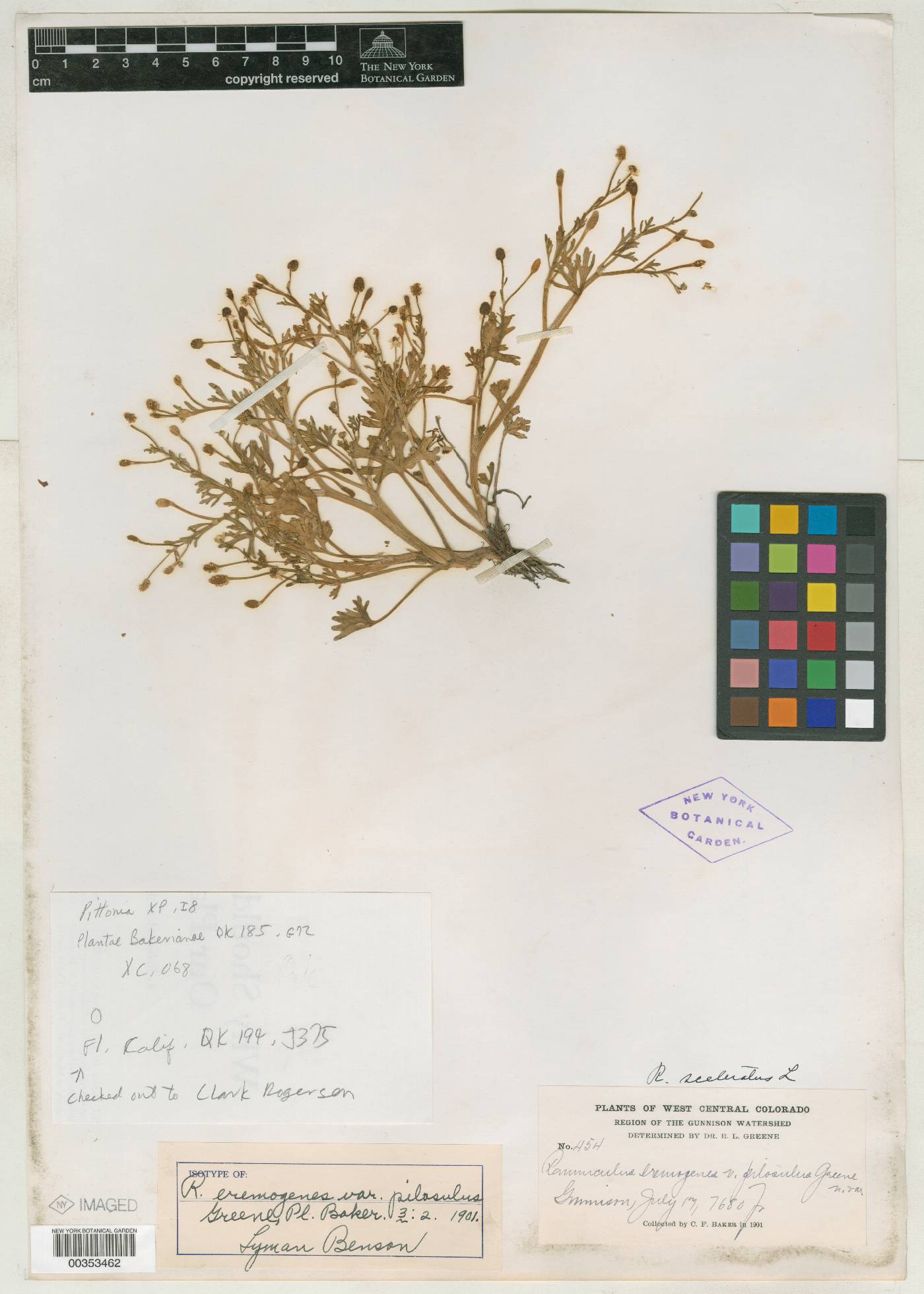Ranunculus eremogenes image