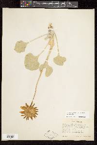 Enceliopsis nudicaulis var. nudicaulis image