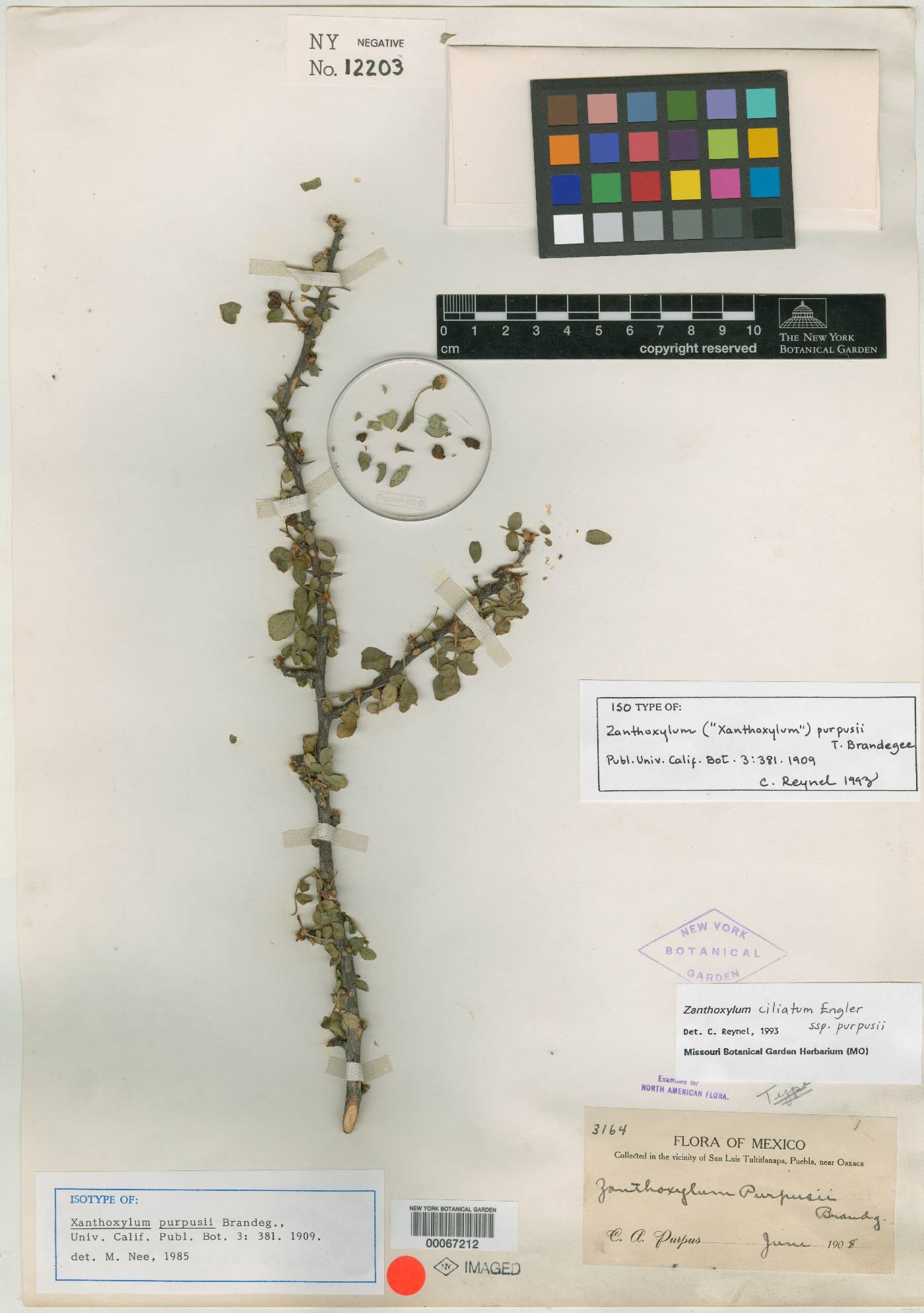 Zanthoxylum purpusii image