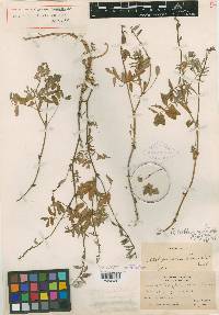 Astragalus robbinsii image