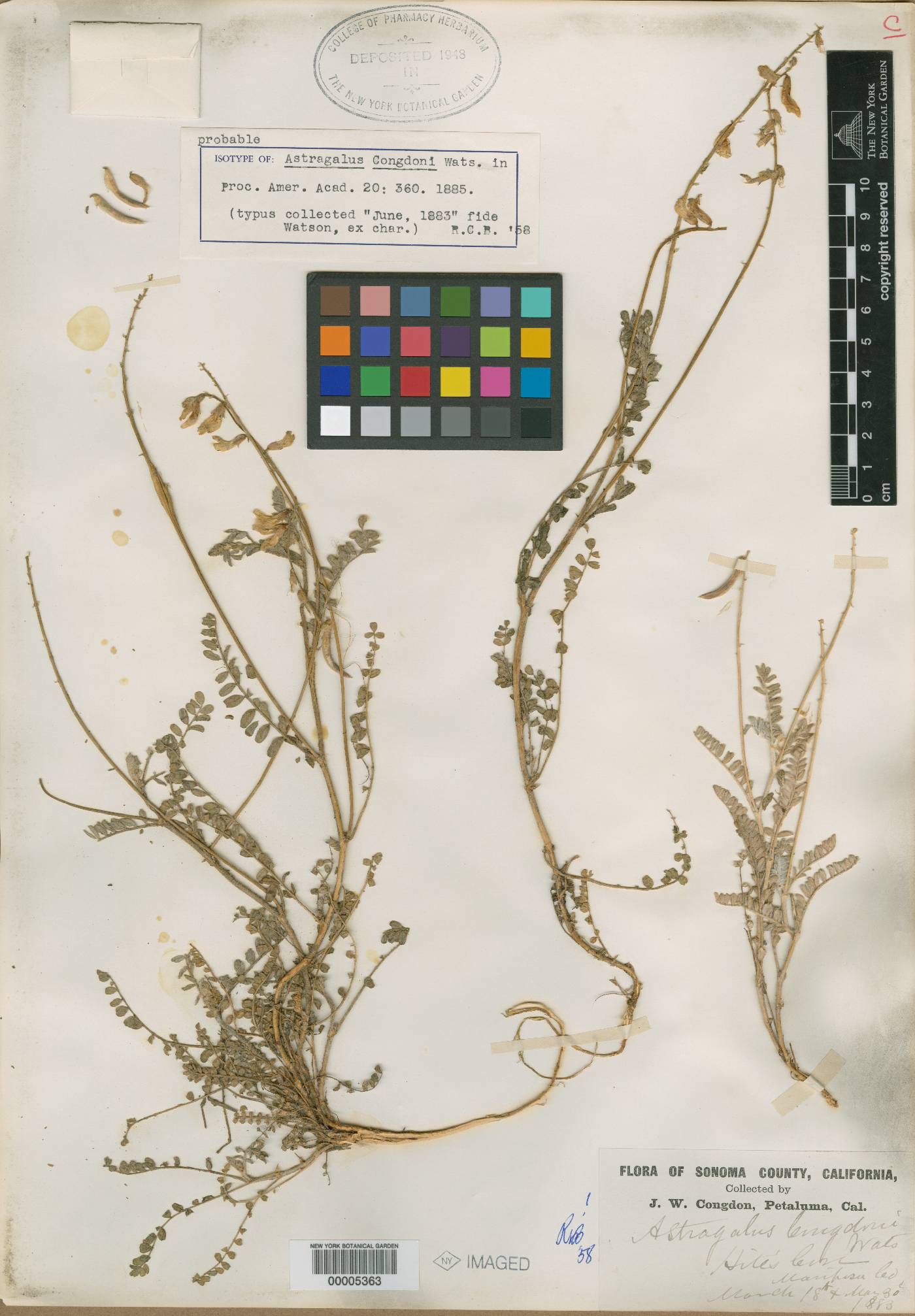 Astragalus congdonii image