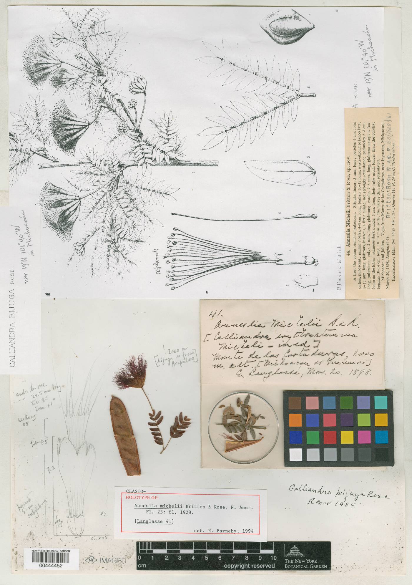 Calliandra bijuga image