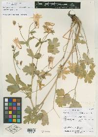 Aquilegia desolaticola image