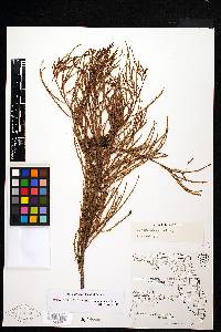 Taxodium distichum var. imbricarium image