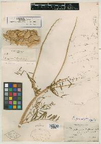 Astragalus piscinus image