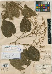 Heliocarpus reticulatus image