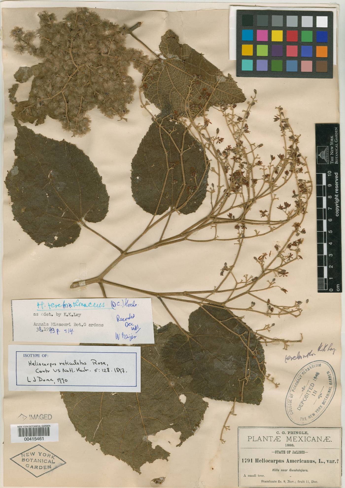 Heliocarpus reticulatus image