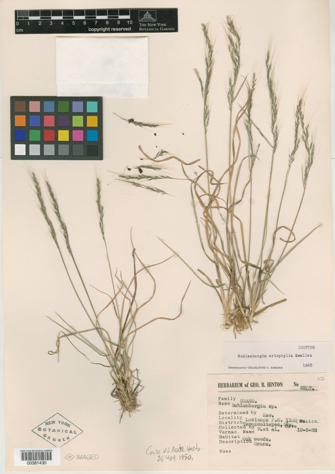 Muhlenbergia eriophylla image