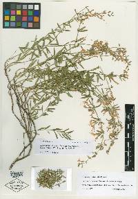 Dicerandra frutescens subsp. modesta image