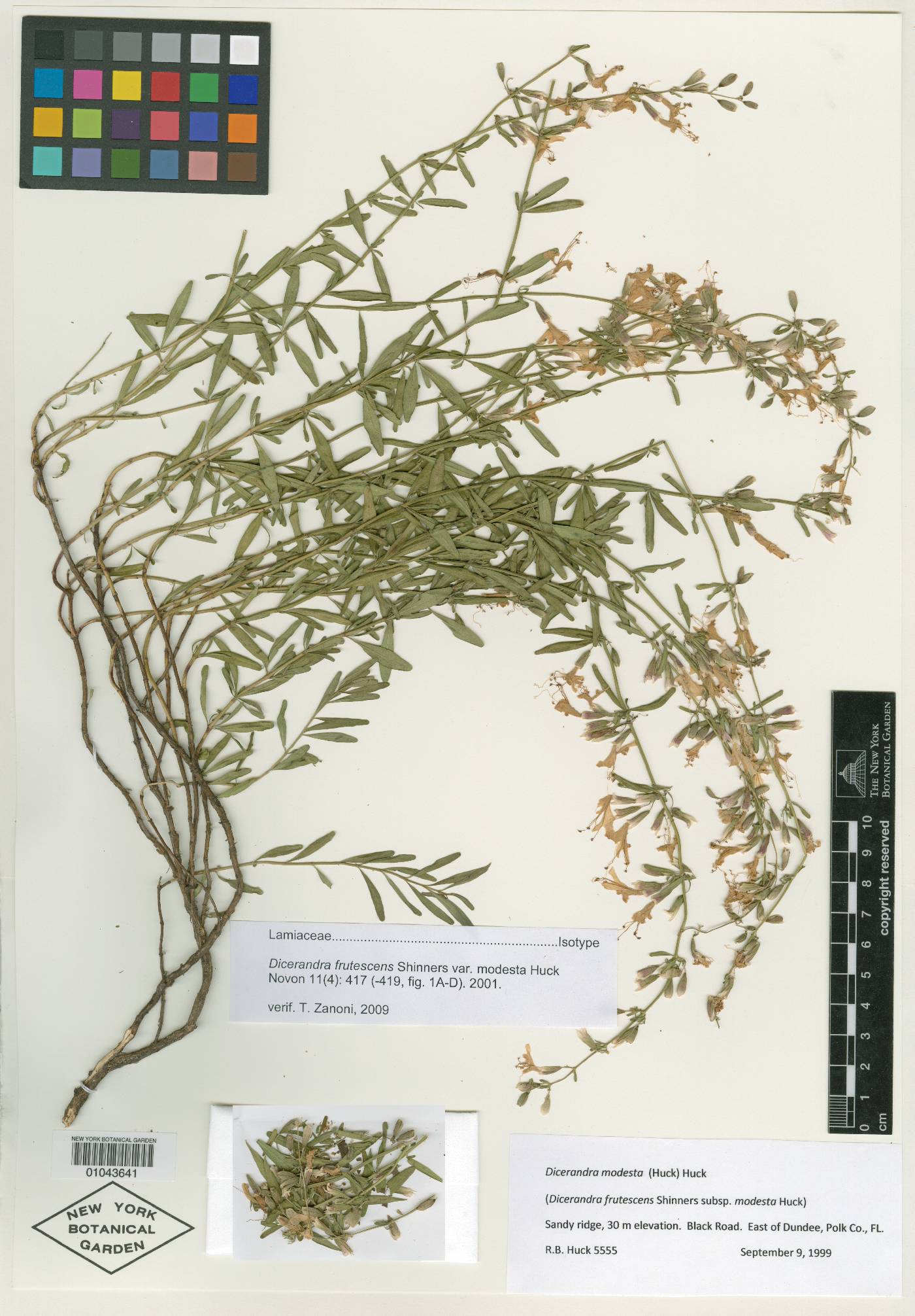 Dicerandra frutescens subsp. modesta image
