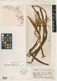 Hymenocallis tridentata image