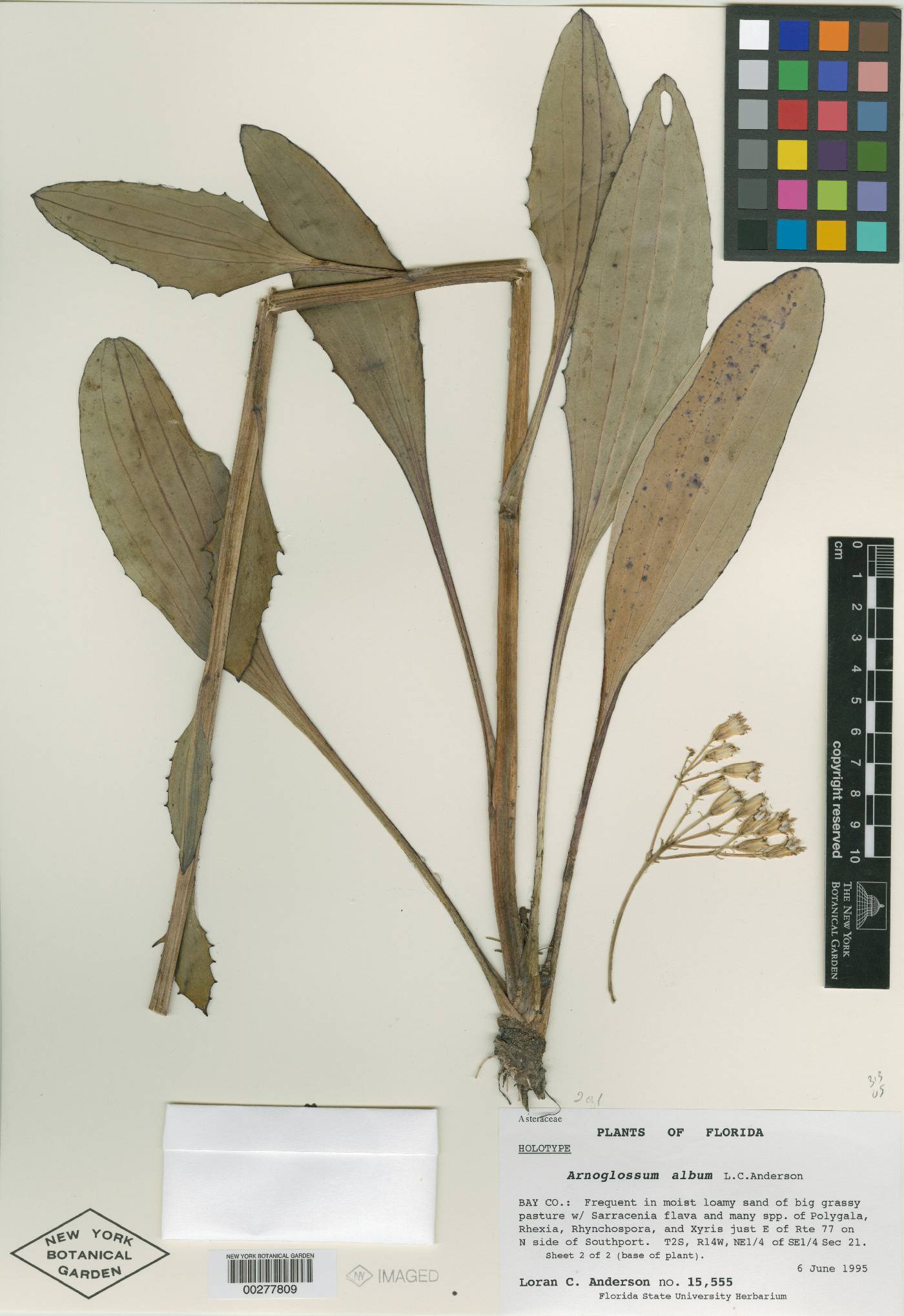 Arnoglossum album image