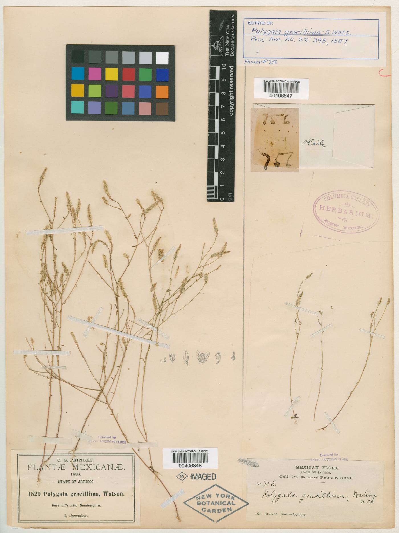 Polygala gracillima image