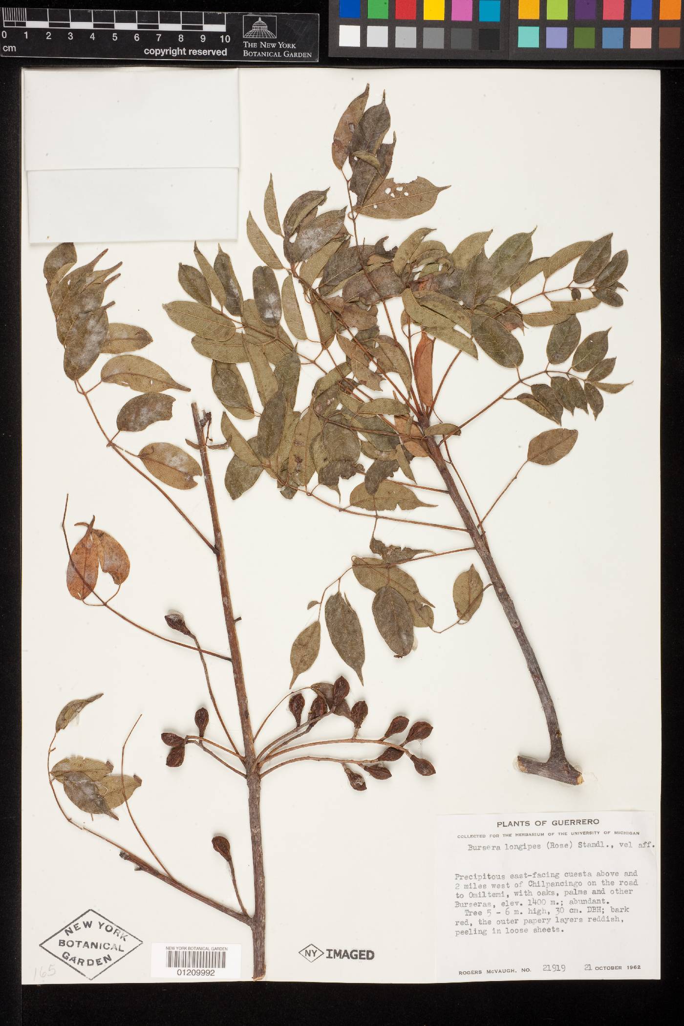 Bursera longipes image