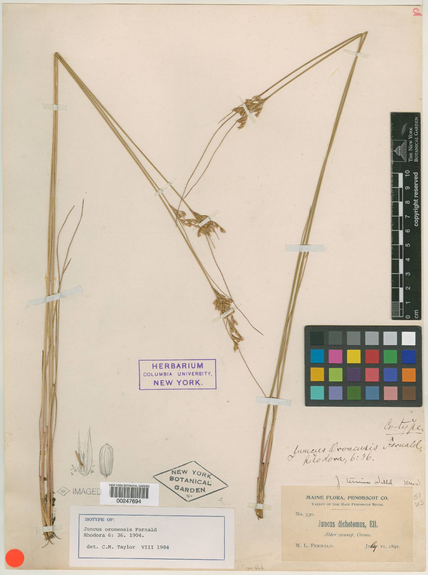 Juncus oronensis image