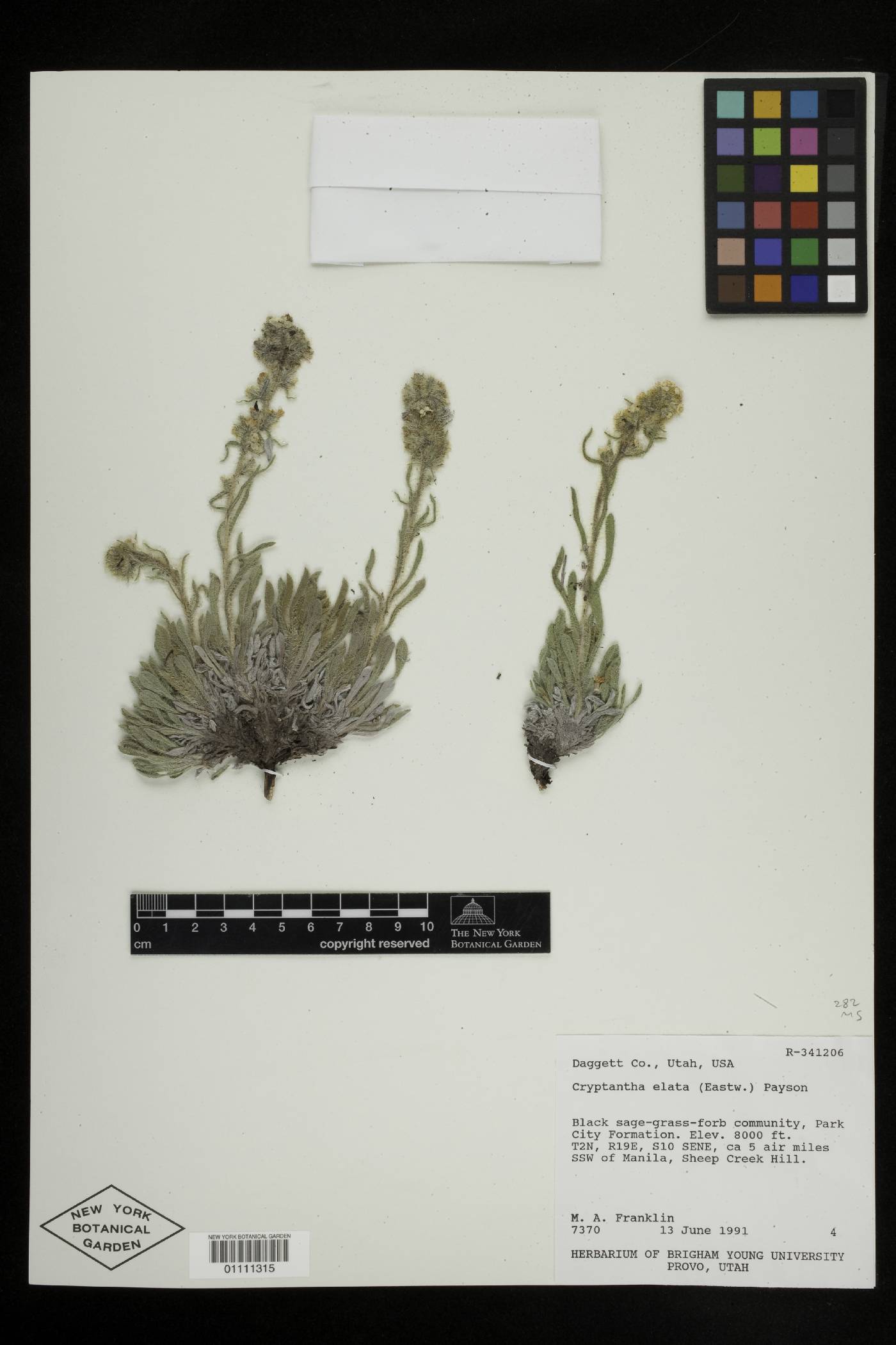 Oreocarya elata image