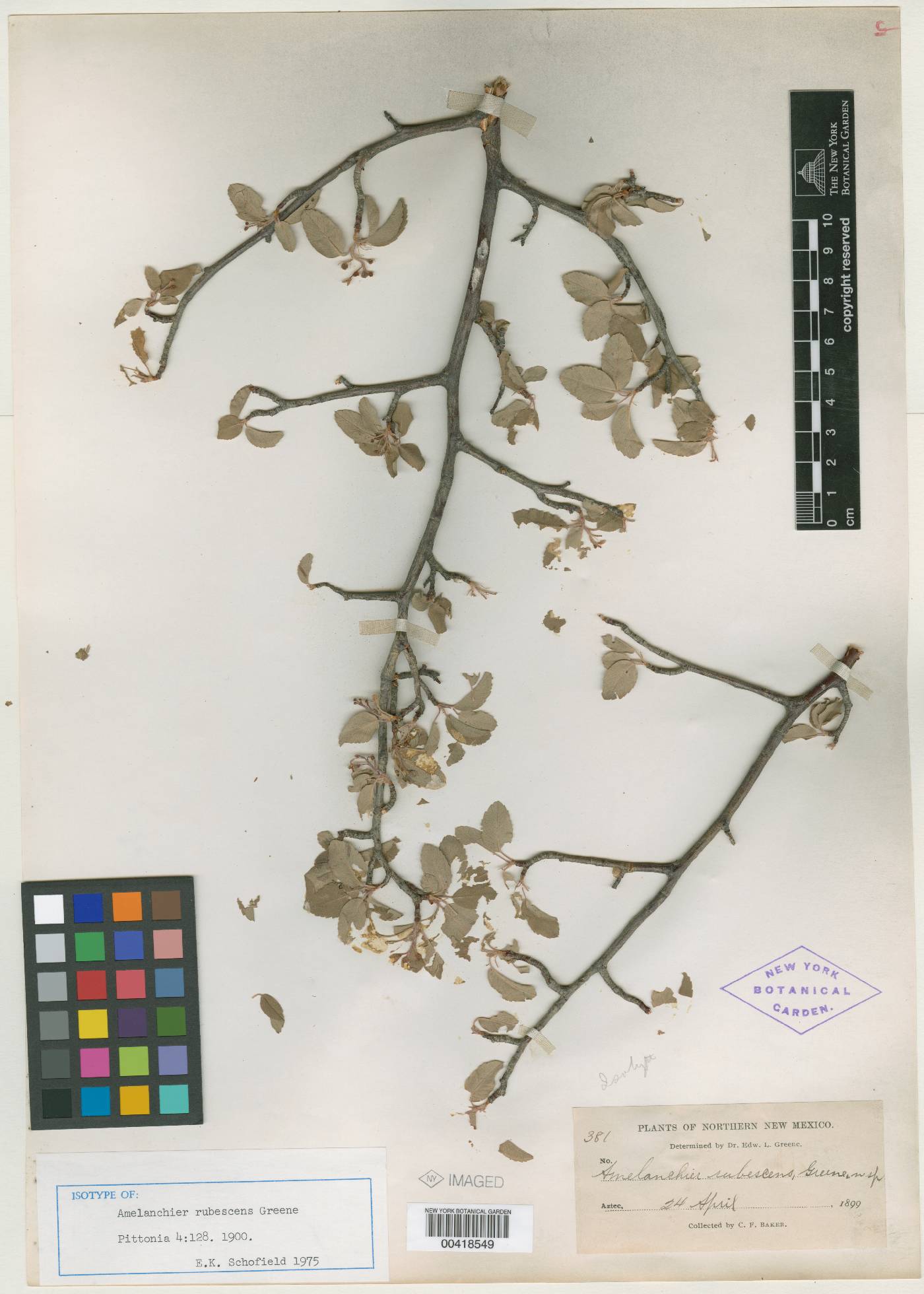 Amelanchier rubescens image