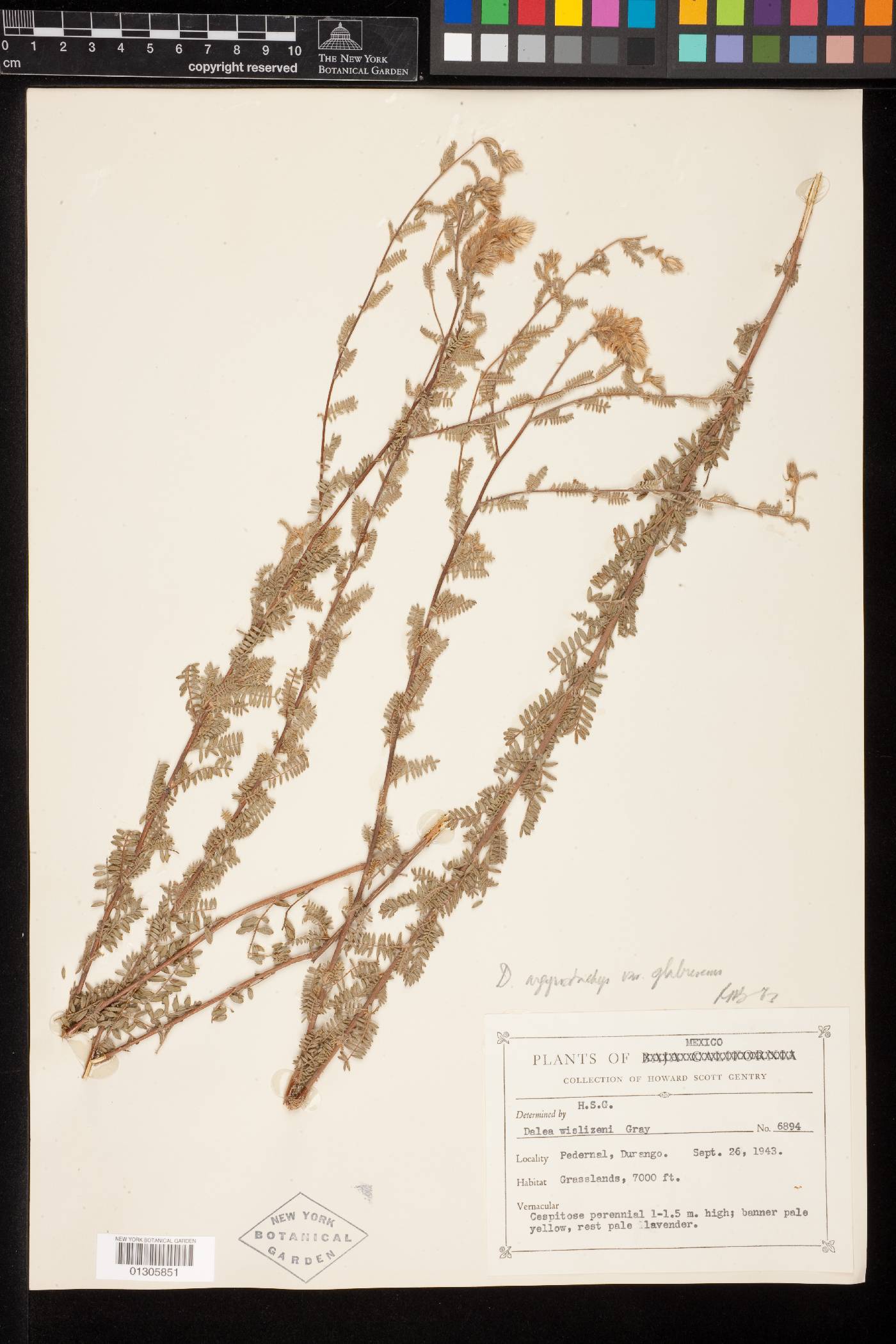 Dalea versicolor var. glabrescens image