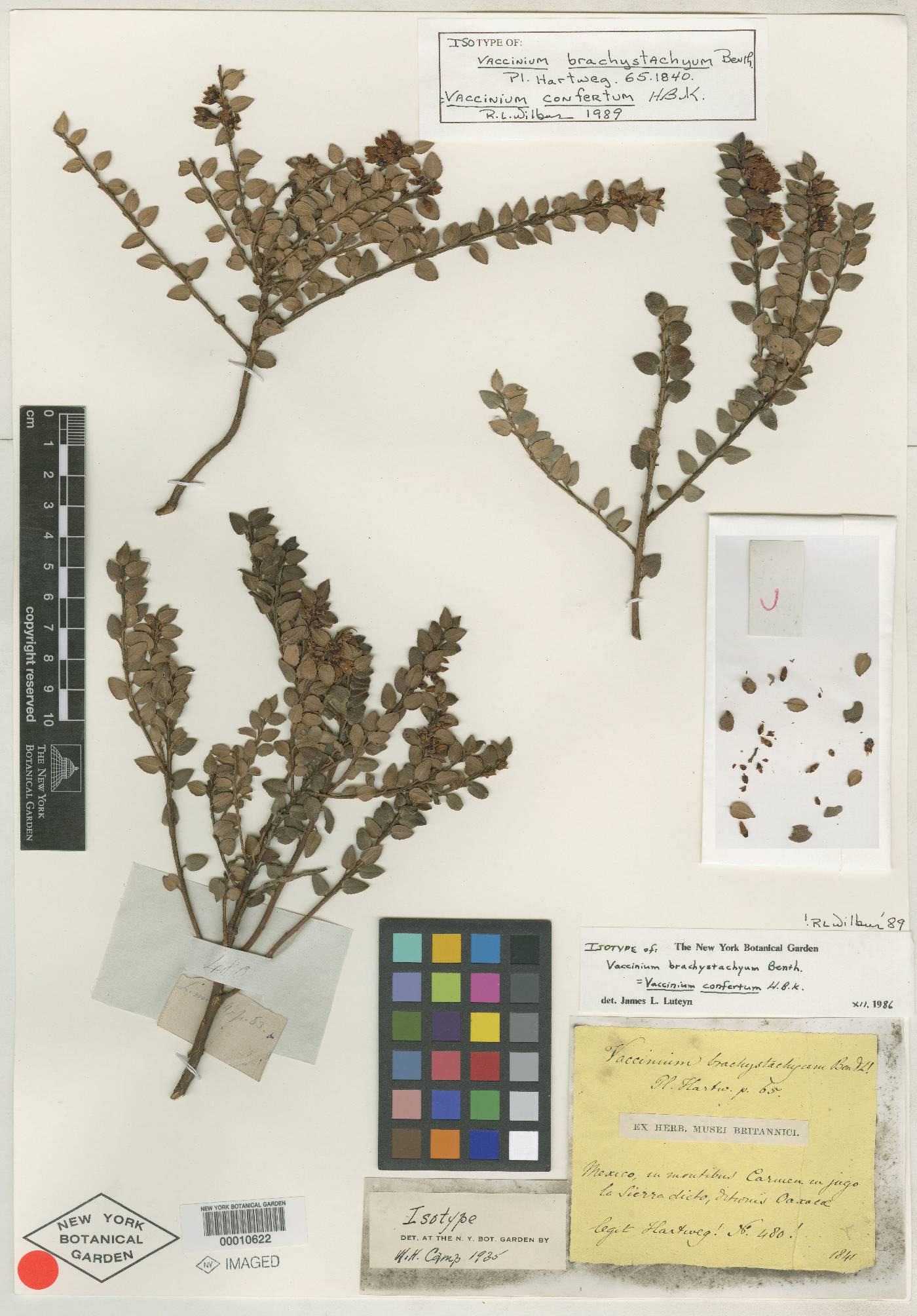 Vaccinium confertum image