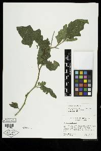 Image Associated With the Occurence