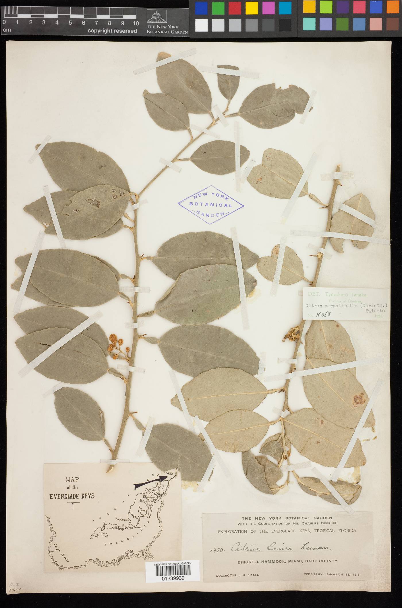 Citrus x aurantiifolia image