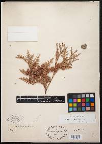 Thuja occidentalis image