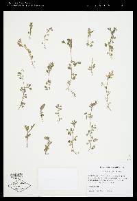 Vicia lathyroides image