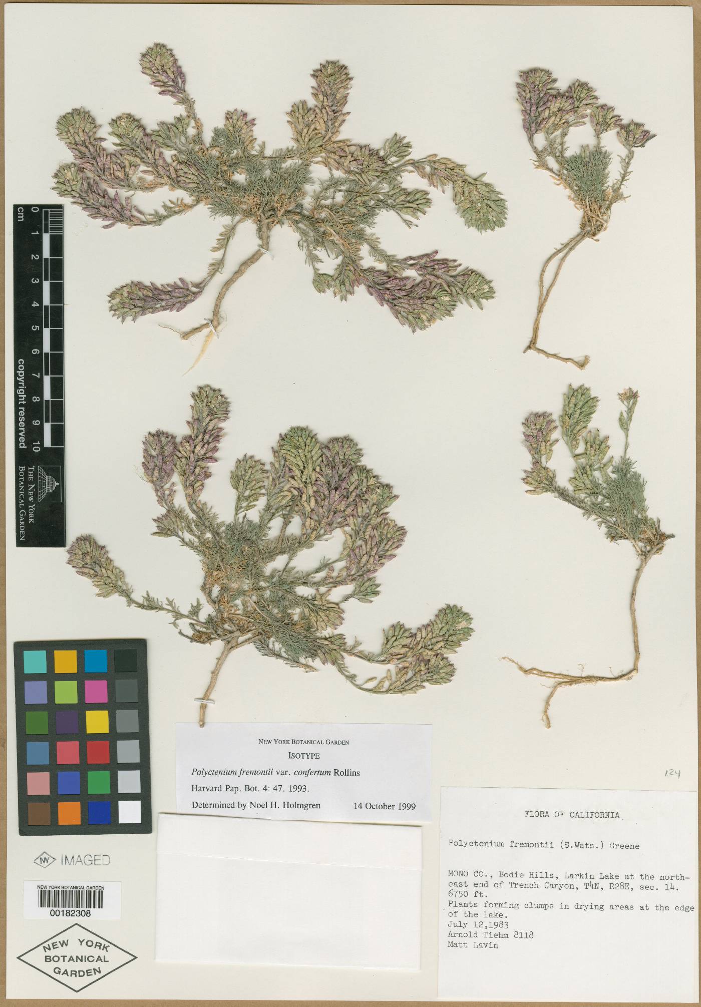 Polyctenium fremontii var. confertum image