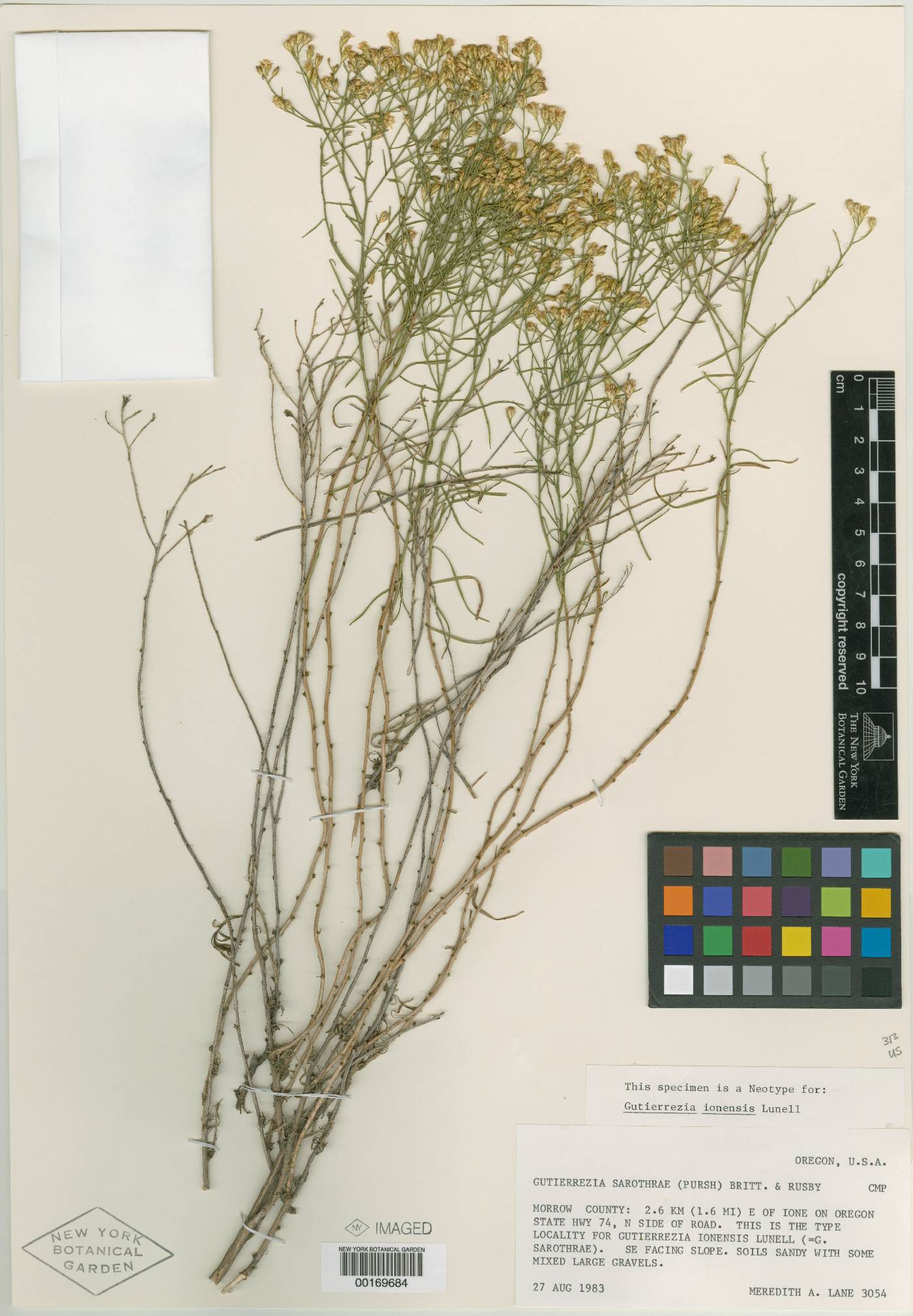 Gutierrezia ionensis image