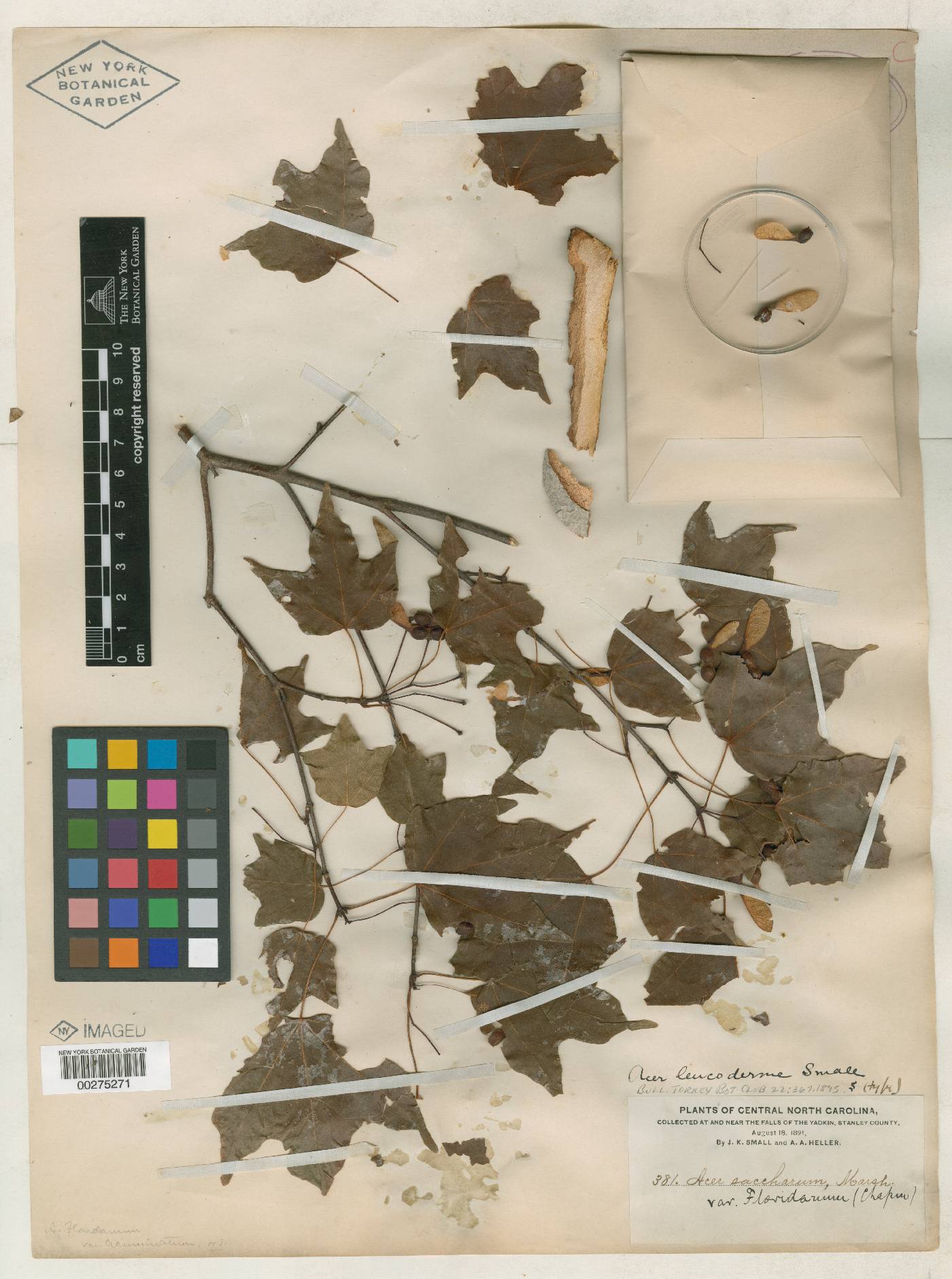 Acer leucoderme image