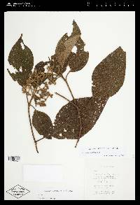 Miconia liebmannii image