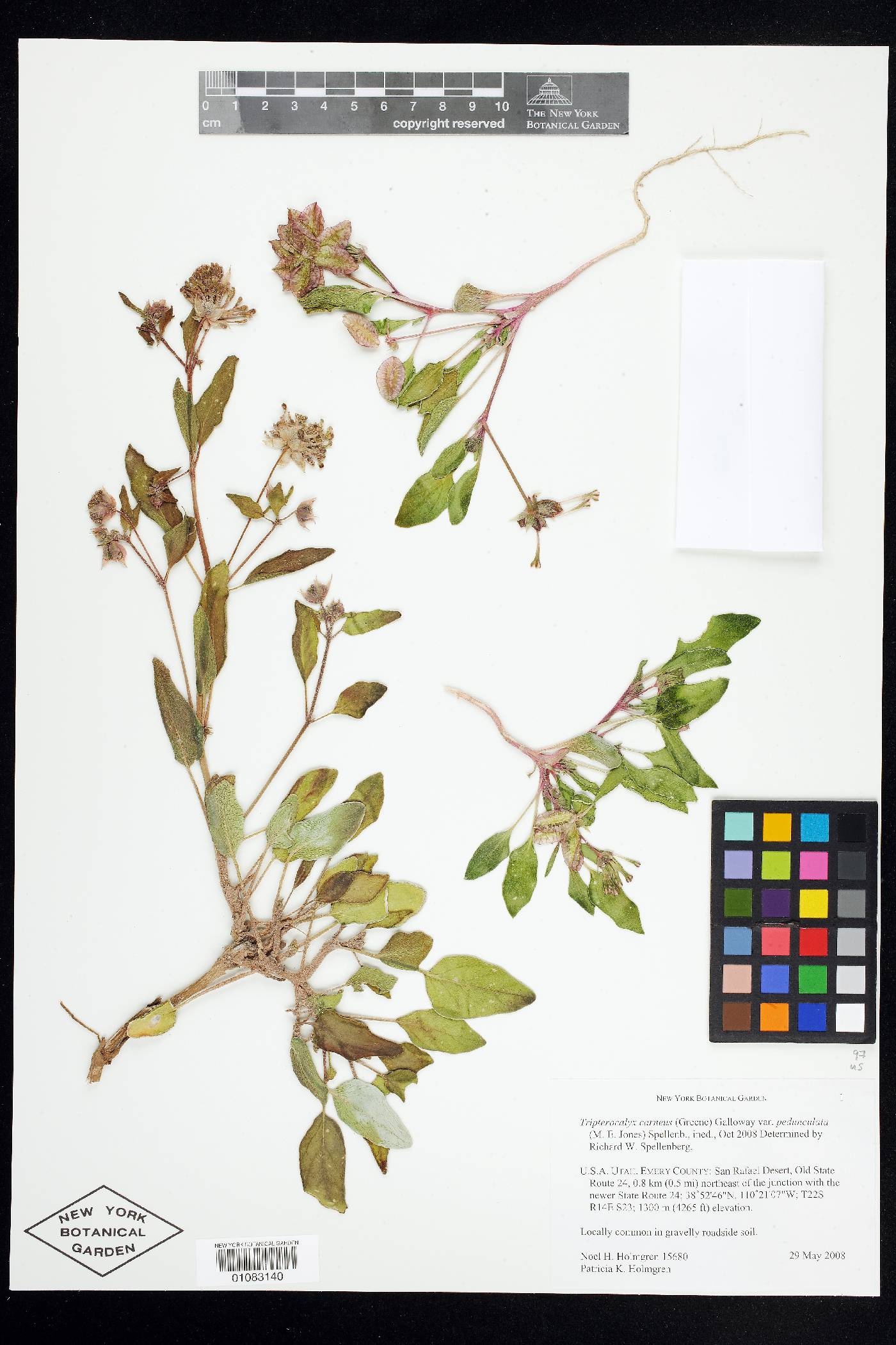 Tripterocalyx carneus var. pedunculatus image