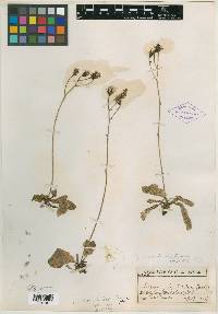 Image of Crepis denticulata