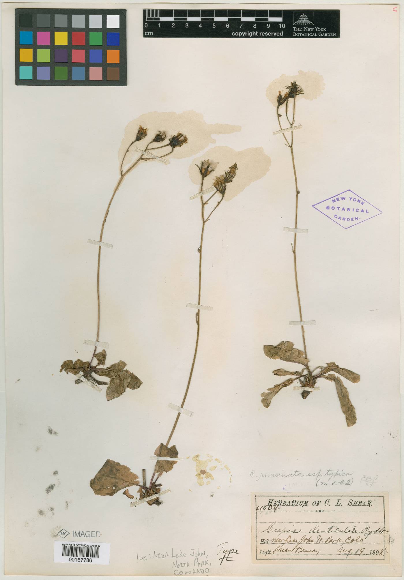 Crepis denticulata image