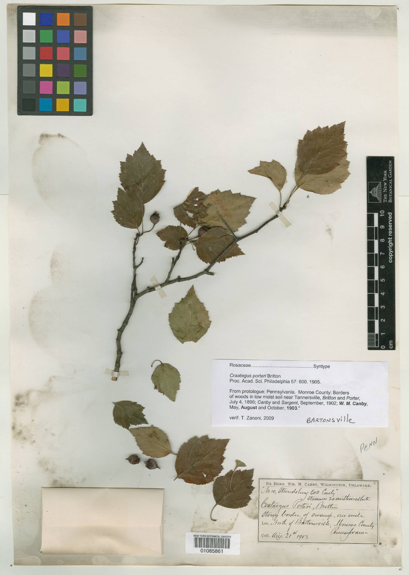 Crataegus porteri image