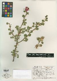 Rosa stellata image