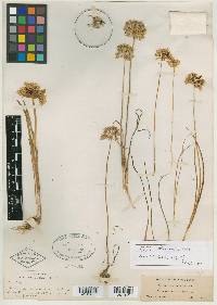 Allium madidum image