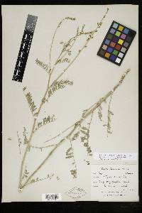 Astragalus clevelandii image