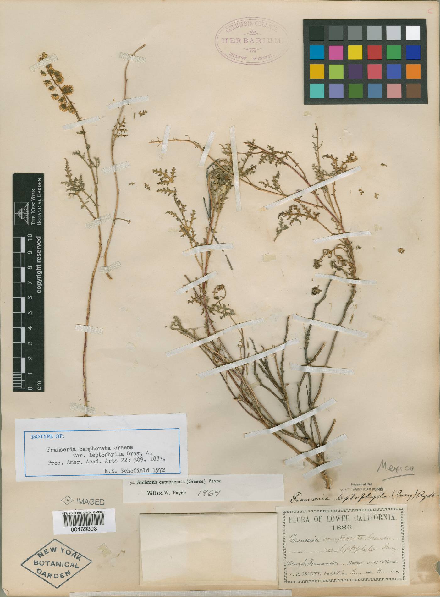 Franseria camphorata var. leptophylla image
