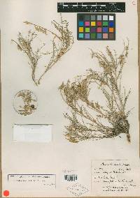 Astragalus oniciformis image